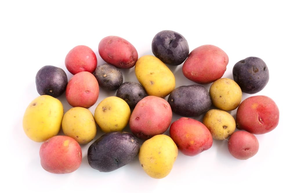 Mixed Mini Seed Potatos for Planting - Easy to Grow - Red, White and Purple (5 Pounds)