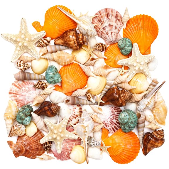 Mixed Ocean Seashells 15 Kinds Natural Shell Set 60+ Pieces 2-10cm 1 Pack