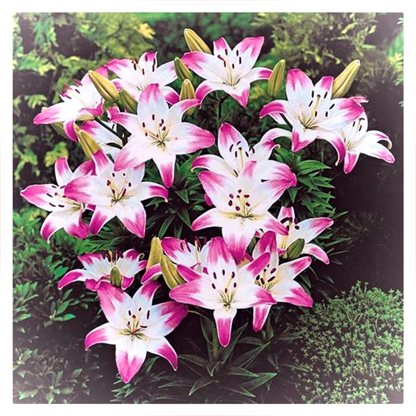 Lollypop Asiatic Lily