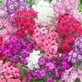 Mixed Phlox Seeds for DHF10 Planting Phlox Seeds Creeping Perennial