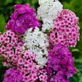 Mixed Phlox Seeds for OIF8 Planting 1500+ Popstars Phlox Seeds