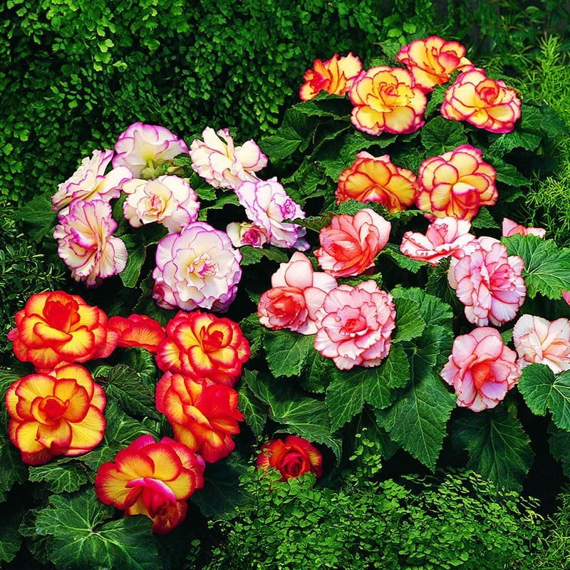 フラワー・ガーデニング Botanize SEN M size type B Mixed Picotee Begonias Flower Bulbs - 5 Tubers per Pack - Deer