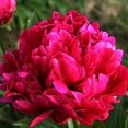 thumbnail image 1 of Mixed Potted Peony, 2-3 Eye, Trade Gallon Container, (0.667 gallons of dirt), 1 of 6