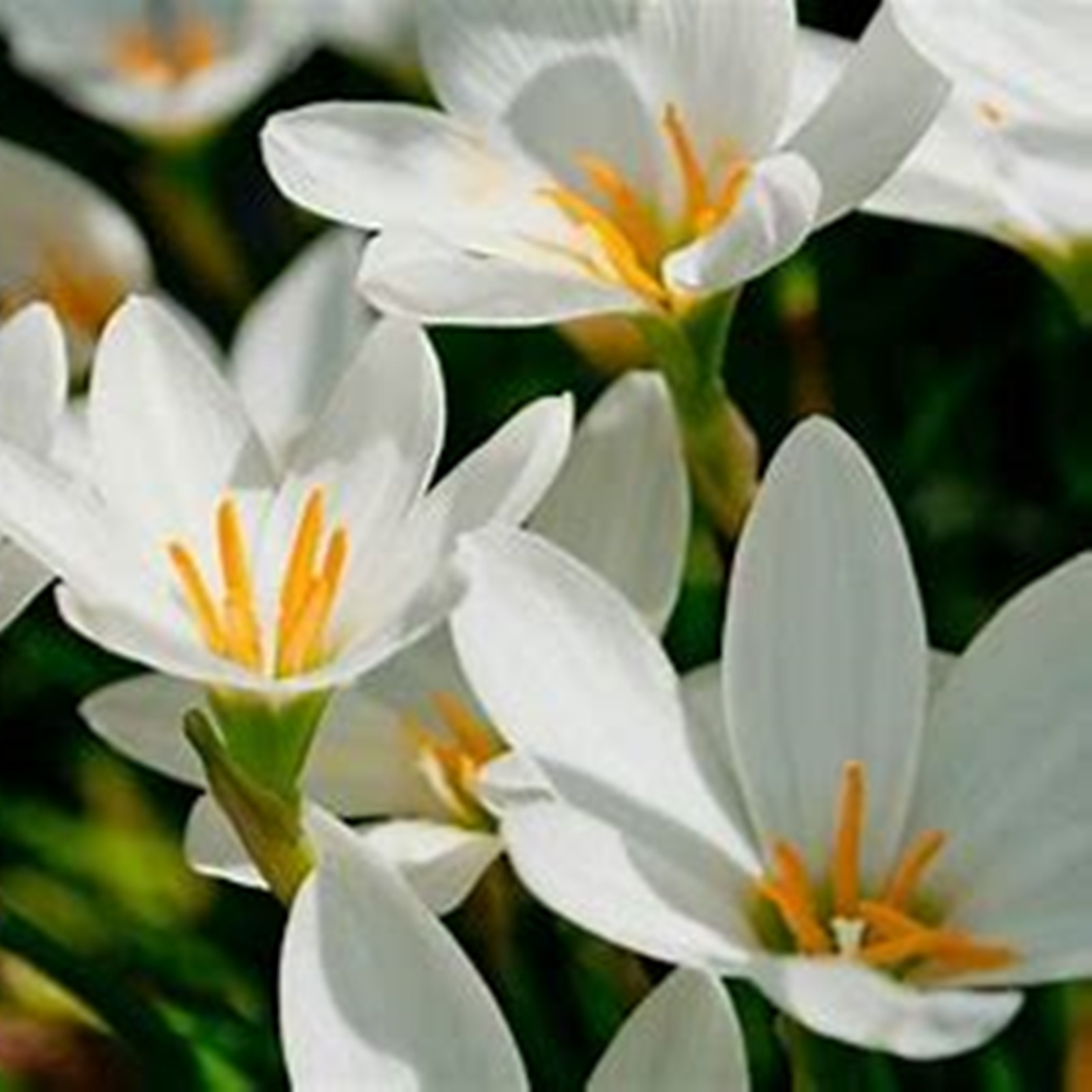 Mixed Rain Lily Bulbs, Perennials For Spring And Fall Planting, For Indoor And Outdoor Planting