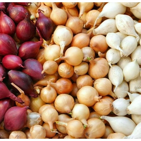 Mixed Red, White and Yellow Onion Sets 1 Pound, Non-GMO Bulbs for Planting - Onion Assortment
