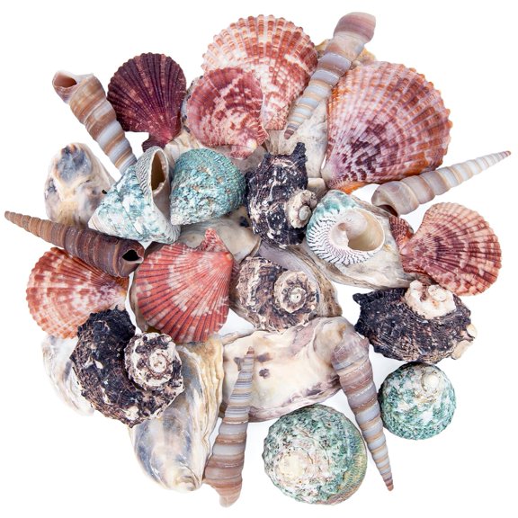 Mixed Sea Shells 1.4"-3.1", Ocean Beach Spiral Seashells, Various Sizes Natural Colourful Shells for DIY Craft Candle Making Beach Party Wedding Decorations Fish Tank, 11oz