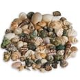 thumbnail image 1 of Pepperell Mixed Sea Shells 2.5lb-Assorted, 1 of 2