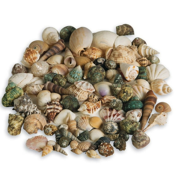 Pepperell Mixed Sea Shells 2.5lb-Assorted