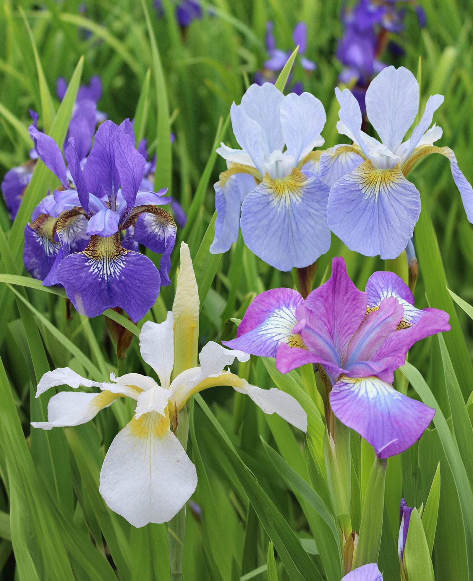 Mixed Siberian Iris sibirica - 9 root divisions
