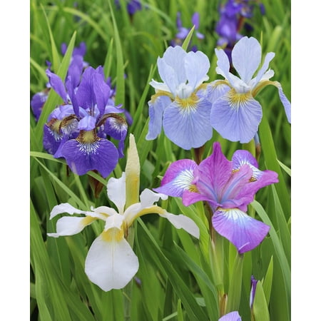 Mixed Siberian Iris sibirica - 9 root divisions