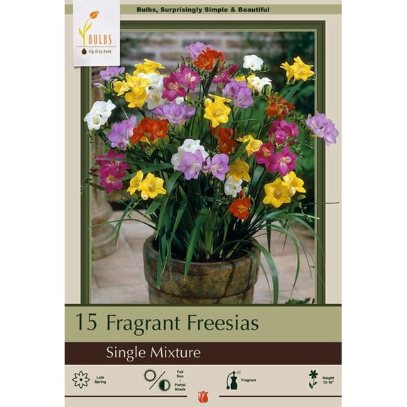 Mixed Single Freesia 15 Bulbs - Indoors/Out - Fragrant - 6/+ cm Bulbs