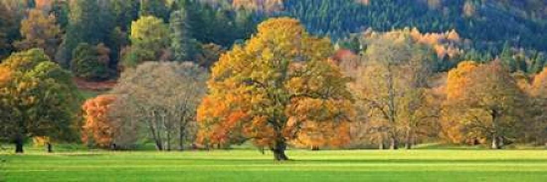 Mixed trees in autumn colour Scotland Canvas Art - Anonymous (8 x 24)