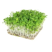 Mizuna Mustard Seeds 1 g Packet 400 Seeds - Non-GMO, Heirloom Japanese Mustard Microgreens Seeds - Micro Herb Greens