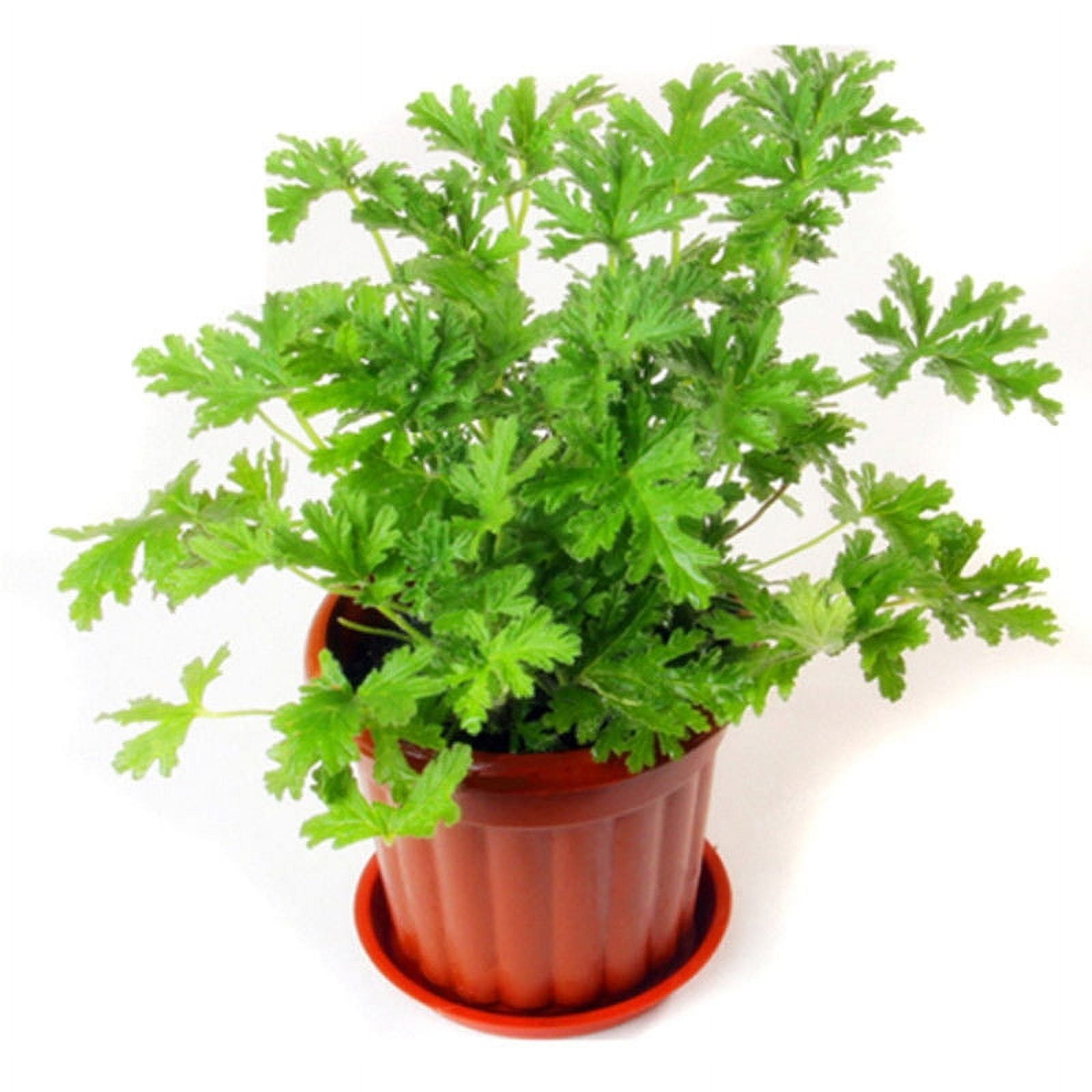 Citronella Geranium Seeds