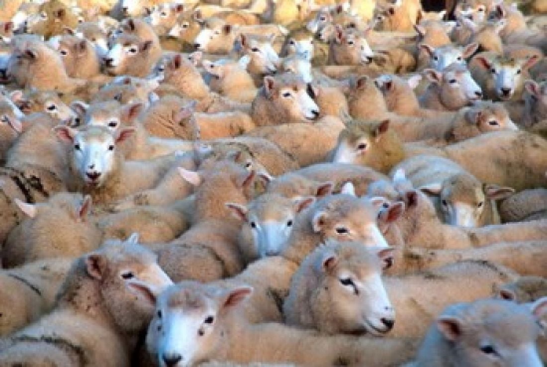 Mob of Sheep in Yard Canvas Art - David Wall DanitaDelimont (37 x 25)