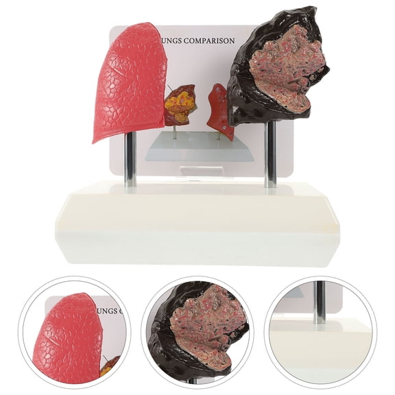 Mobestech 1 Pc Lung Anatomy Model Pvc Realistic Display for Teaching Students Effectively