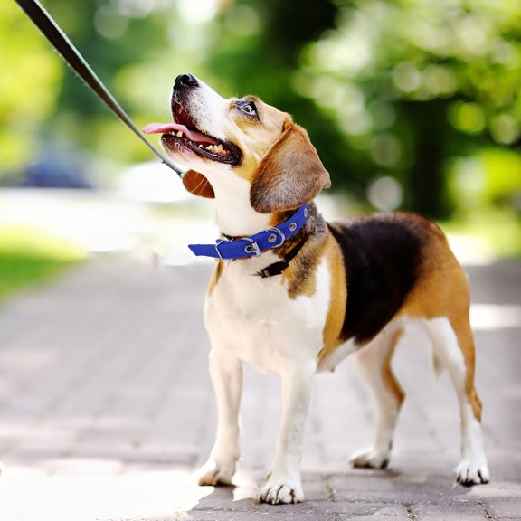 Mobestech Comfortable Puppy Collars Simple Design Durable Polyester And Foam Collar For Daily Use 1Pack