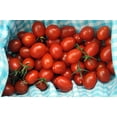 thumbnail image 1 of Moby Grape Tomato Plant - Distinctively Sweet - 2.5" Pot, 1 of 4