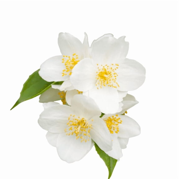 Mock Orange Fragrant White Spring Blooms for Home Landscapes