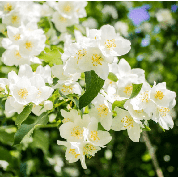 Mock Orange Plant Live, Fragrant White Mock Orange Tree, Flowering Shrub for Outdoor Planting in Gallon Pot - No Ship CA