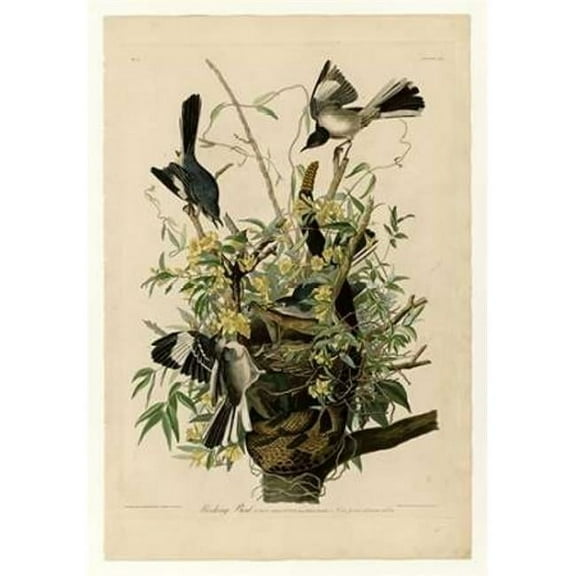 Mocking Bird Poster Print by John James Audubon