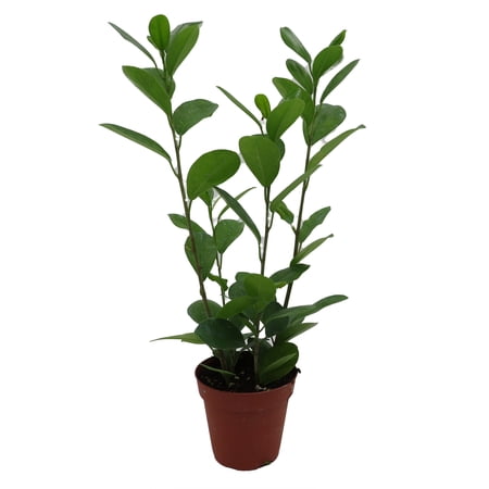 Moclame Ficus microcarpa - House Plant - 4" Pot