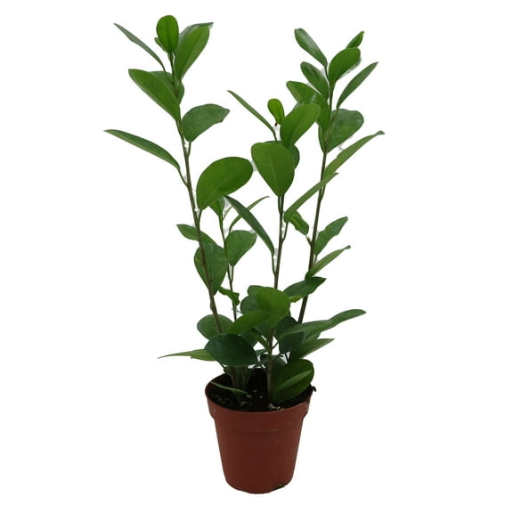 Moclame Ficus microcarpa - House Plant - 4" Pot