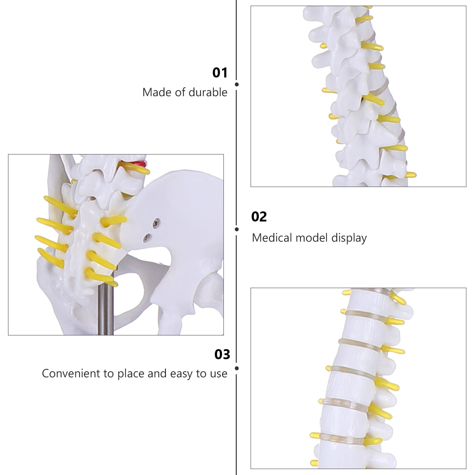 Model Spine Anatomy Spinal Anatomical Tailbone Nerves Human Column