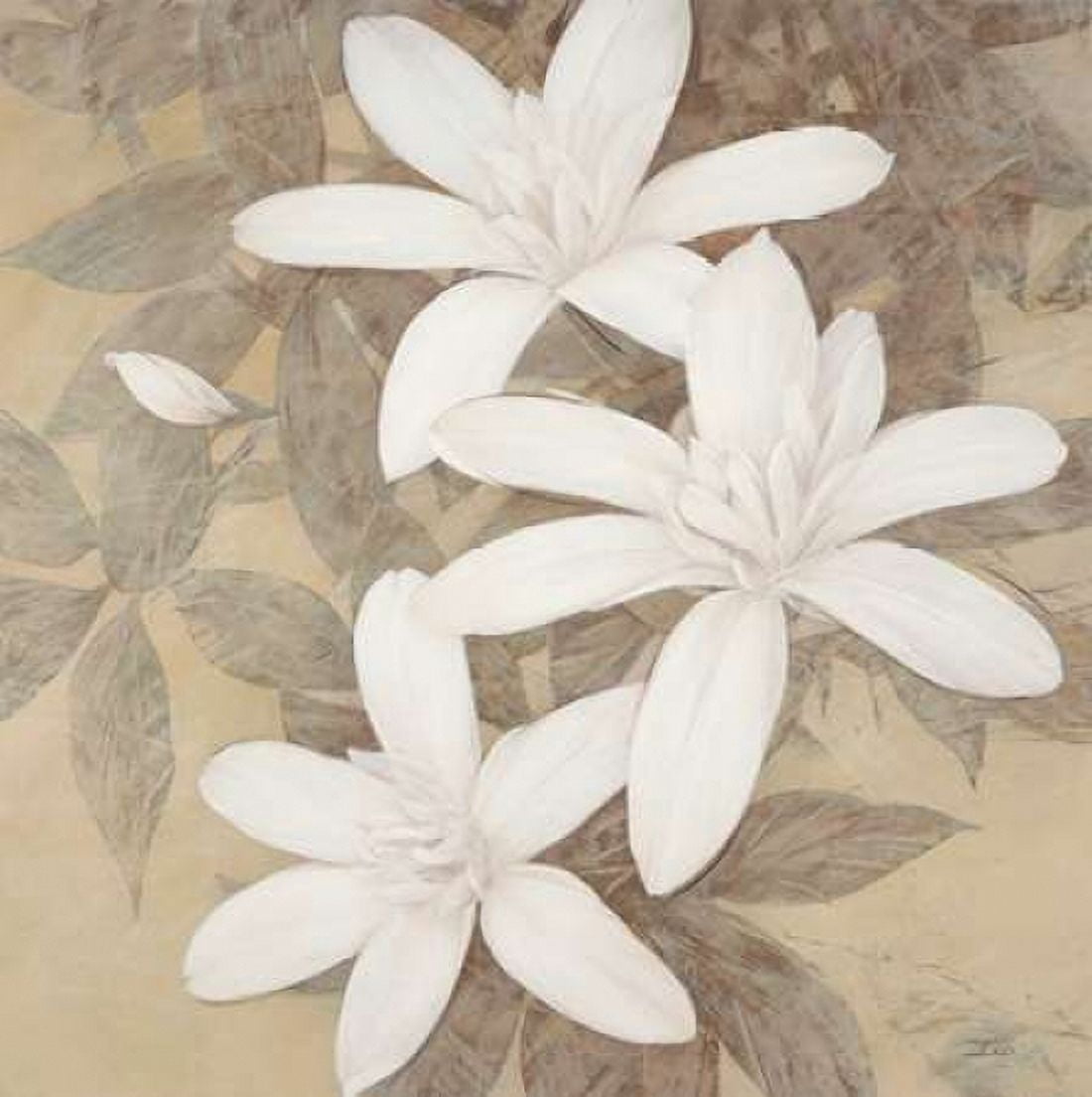 Modern Cream Blossoms Canvas Art - Ivo Stoyanov (24 x 24)