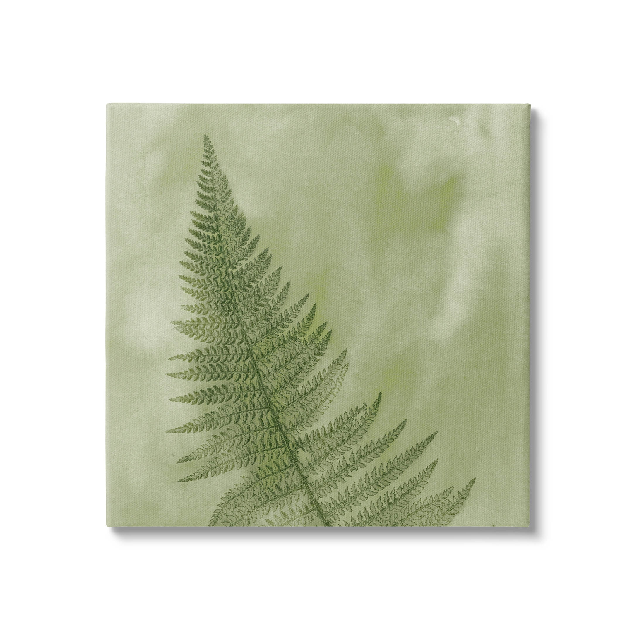 Modern Fern Nature Plant Botanical & Floral Graphic Art Gallery Wrapped Canvas Print Wall Art