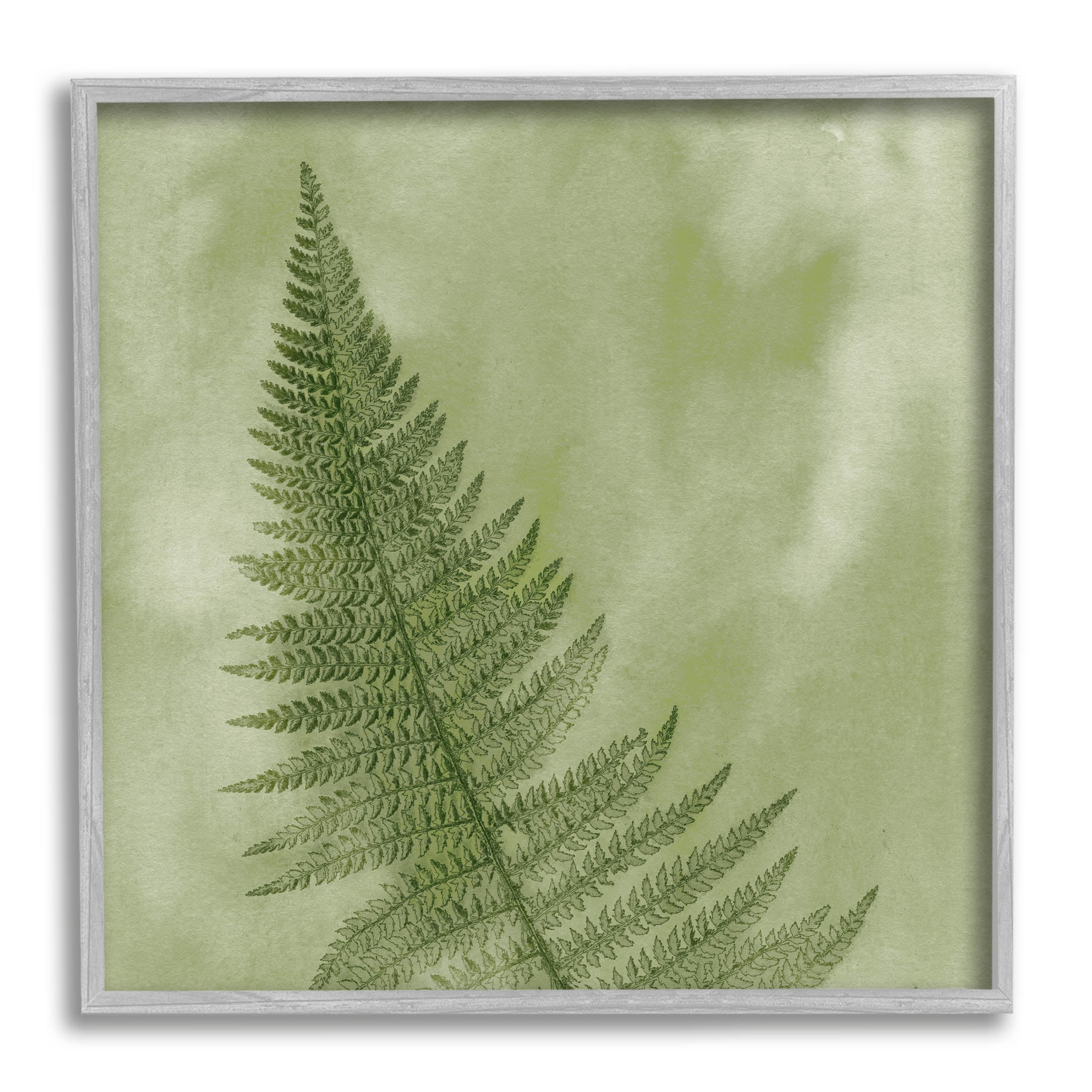 Modern Fern Nature Plant Botanical & Floral Graphic Art Gray Framed Art Print Wall Art