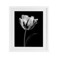 thumbnail image 1 of Stupell Industries Modern Flower Stark Black White Framed Print Under Glass, design by CAD Designs, 16 x 13, 1 of 10
