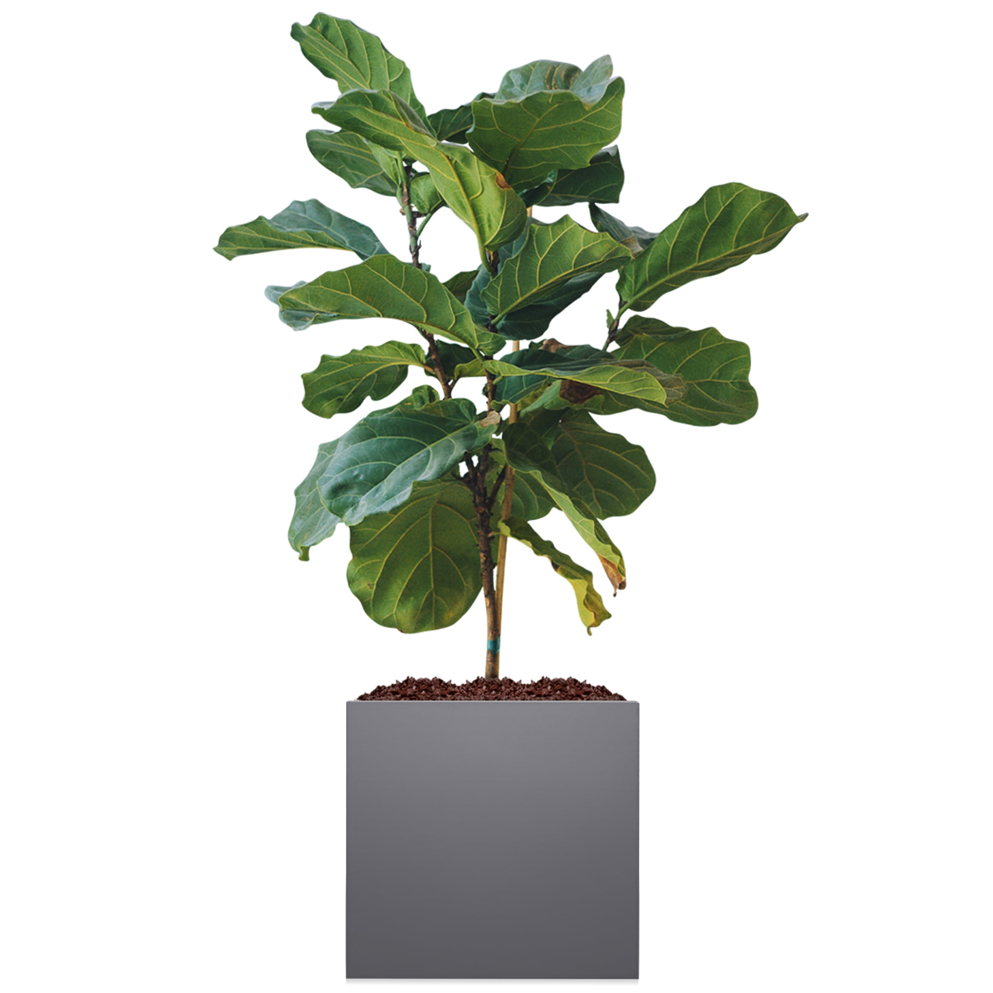 Modern Galvanized Metallic Planter for Indoor and Outdoor with Drainage (16" x 16" x 16", Grey)