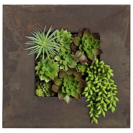 Modern Home Living Wall Galvanized Steel/Zinc Succulent Planter (Rust Zinc, 4 Pocket)
