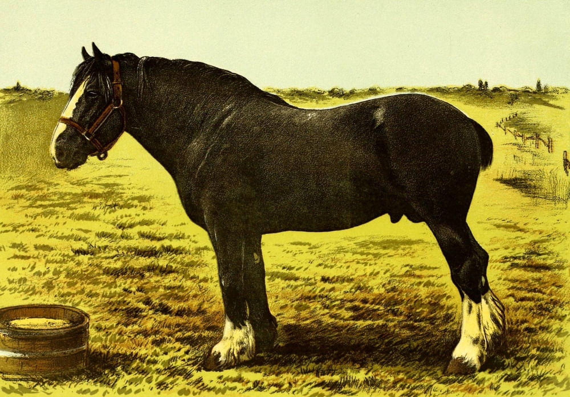 Modern Practical Farriery 1875 Clydesdale stallion Grand National Canvas Art - Unknown (18 x 24)