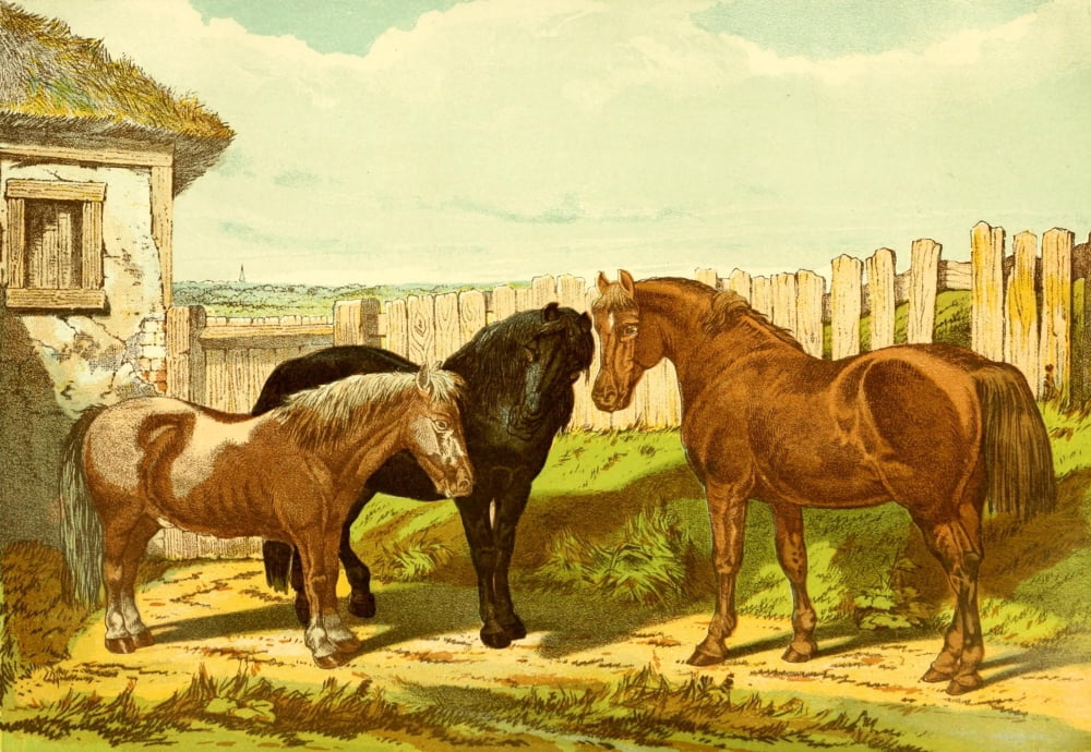 Modern Practical Farriery 1875 Group of ponies Canvas Art - Unknown (18 x 24)