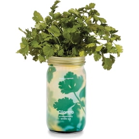 Modern Sprout Mason Garden Jar, Self-Watering Hydroponic Cilantro Grow Kit with Organic Seeds, Indoor Herb Garden Sprouting Jar Planter, Gift