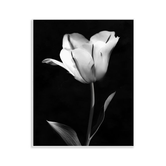 Stupell Industries Modern Tulip Stark Contrast Wall Plaque Art, design by CAD Designs, 14 x 11
