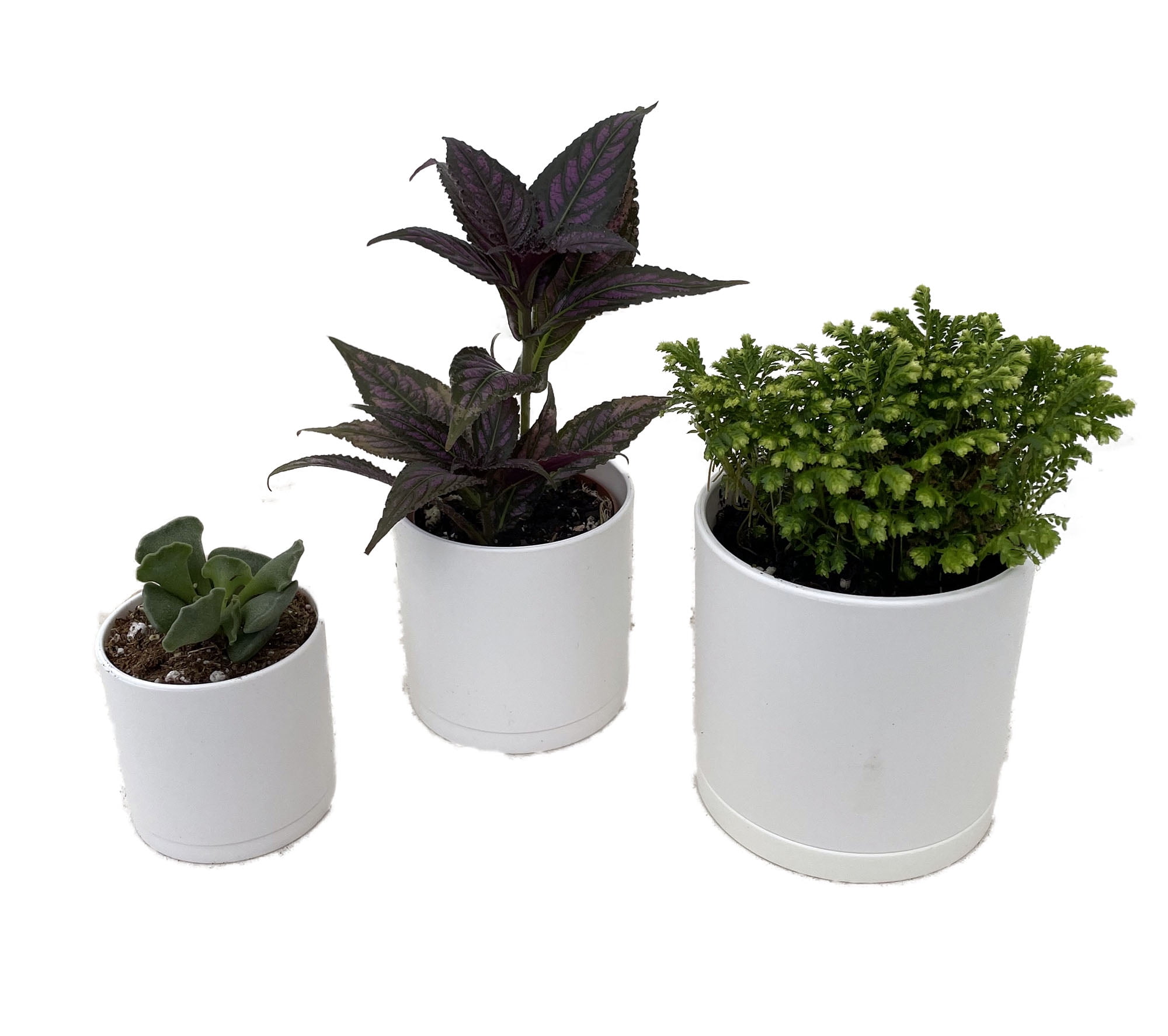 3 Pack Plant Pots, 4.5/5/6.5 inch Plastic Pots for Plants with