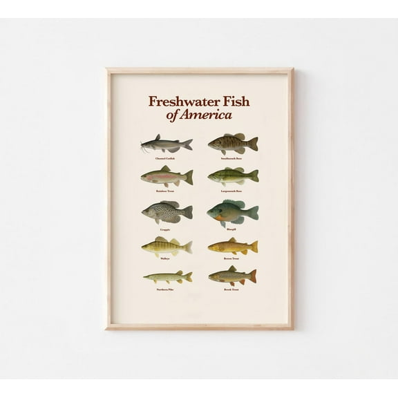 Modroom Freshwater Fish Of America Poster Educational Fishing Wall Art Illustrated Fish Species Chart, Modern Wall Art Decor, 16x24 UNFRAMED