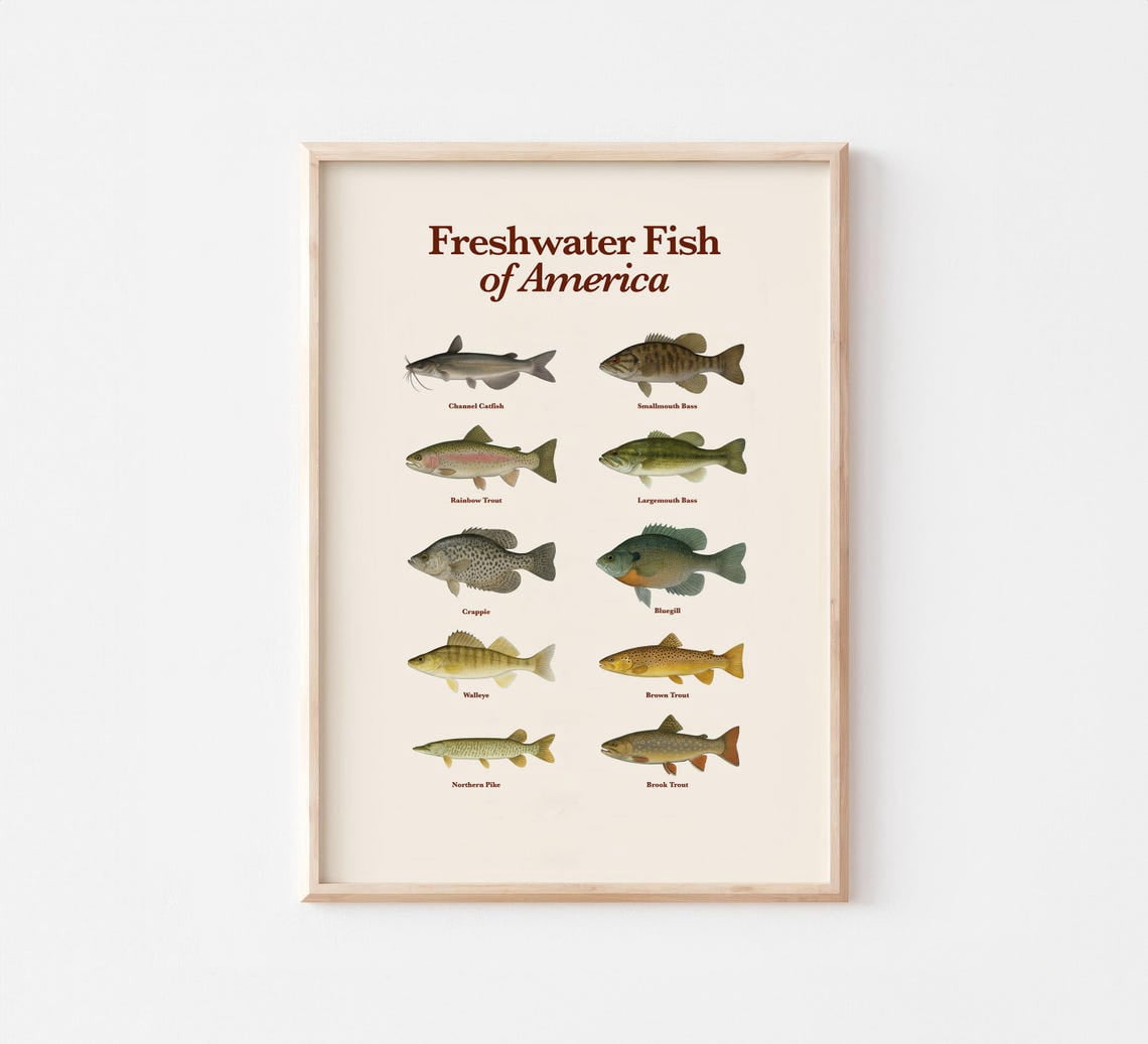 Modroom Freshwater Fish Of America Poster Educational Fishing Wall Art ...