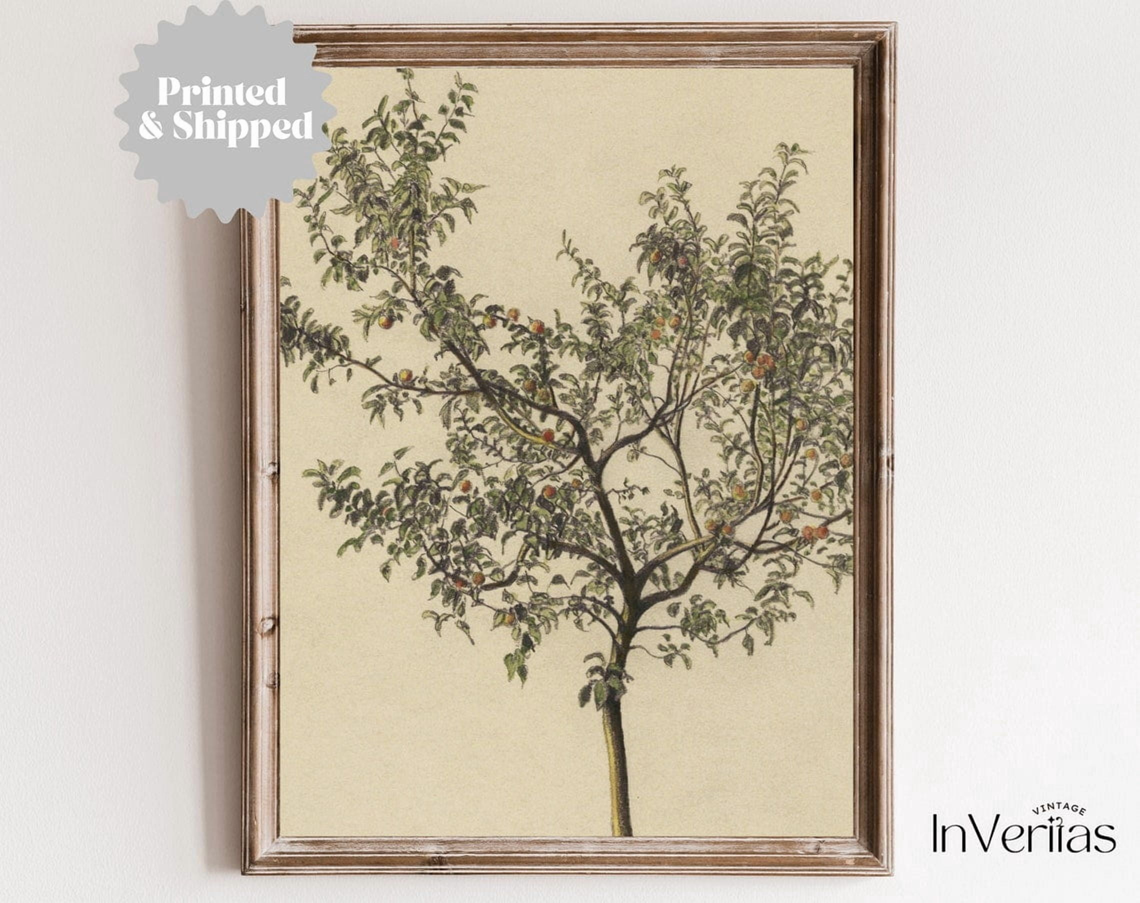 Modroom Rustic Vintage Apple Tree Sketch Print, Farmhouse Kitchen Wall ...