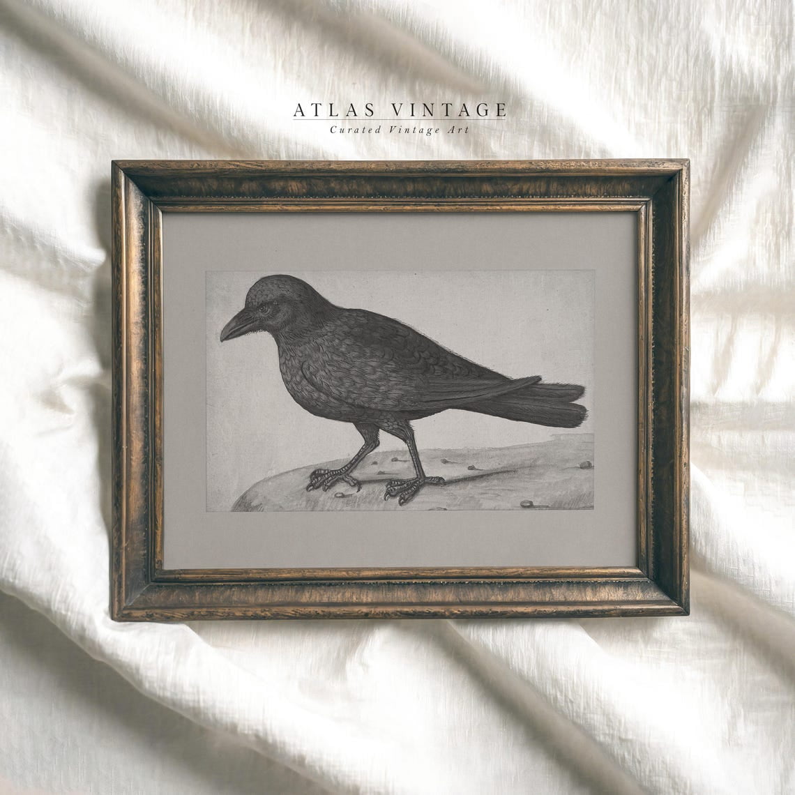 Modroom Vintage Raven Sketch Print | Moody Crow | Dark Academia ...