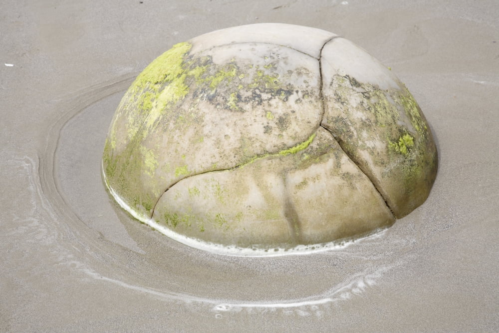 Moeraki Boulder Koekohe Beach New Zealand Canvas Art - Richard RoscoeStocktrek Images (18 x 12)