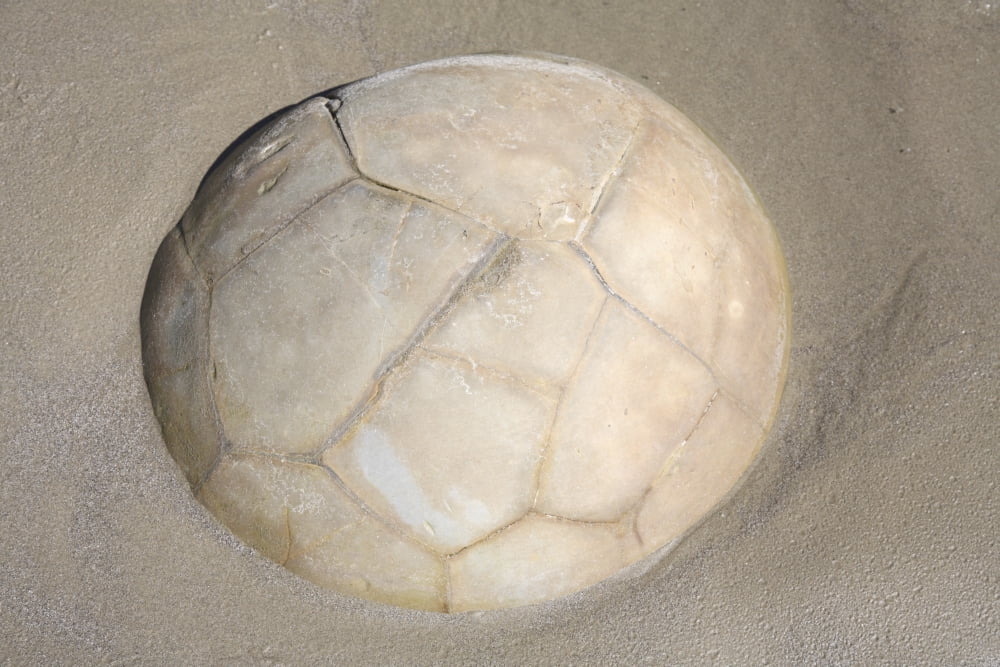 Moeraki Boulder Koekohe Beach New Zealand Canvas Art - Richard RoscoeStocktrek Images (35 x 23)