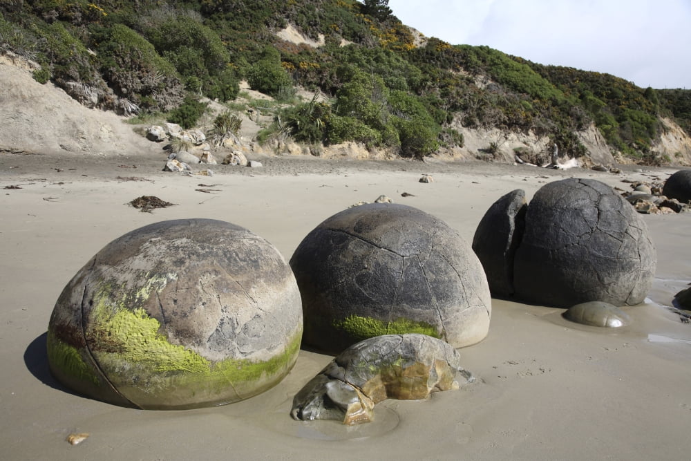 Moeraki Boulders Koekohe Beach New Zealand Canvas Art - Richard RoscoeStocktrek Images (35 x 23)