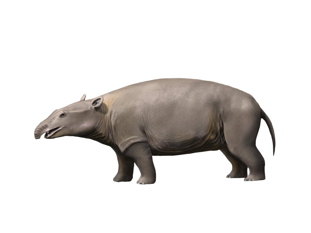 Moeritherium is a proboscidian from the Eocene epoch Canvas Art - Nobumichi TamuraStocktrek Images (17 x 13)