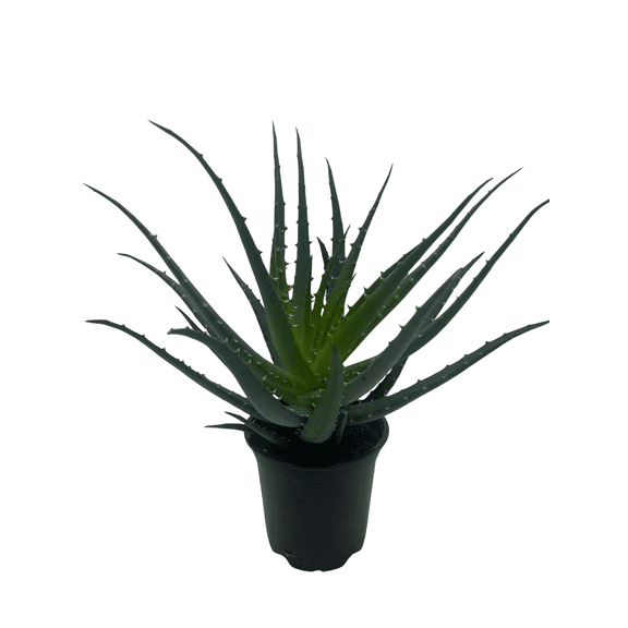 Mohawk Aloe Plant - Aloe Vera - 4" Pot