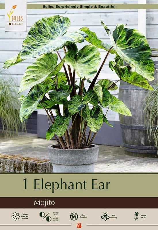 Mojito Elephant Ear 1 Bulb 9/11" Colocasia