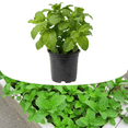 thumbnail image 1 of Mojito Mint Plant Live, Fragrant Mint Plant, 5-8 Inch Tall,  Fast Growing for Spring Planting, Indoor Outdoor Gardening, Cold Hardy, 1 of 5